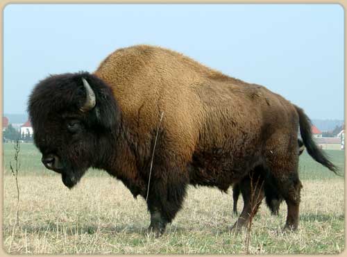 Bison Büffel