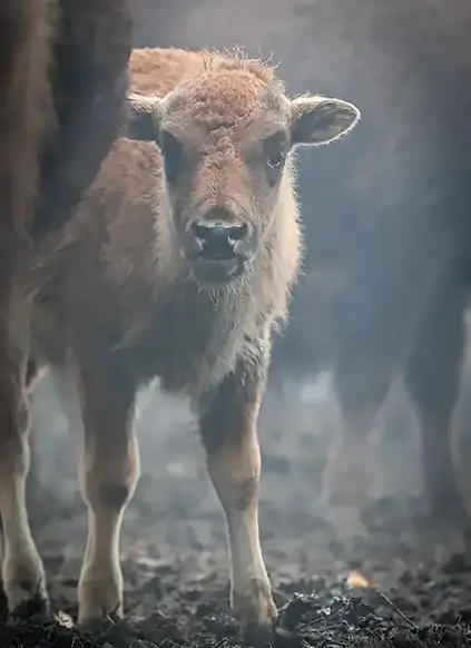 Biosnkalb versteckt sich hinter seiner Bisonmutter und schaut neugierig zum Fotografen