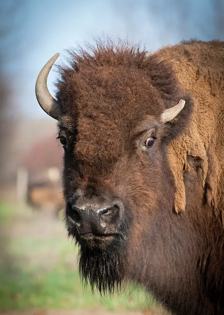 Bison blickt direkt in die Kamera