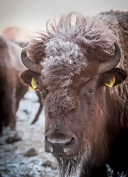 Bisonkopf mit Schnee auf dem Schopf