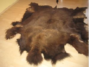Bisonfell ausgebreitet auf dem Boden