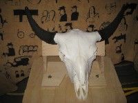 Bisonschädel
