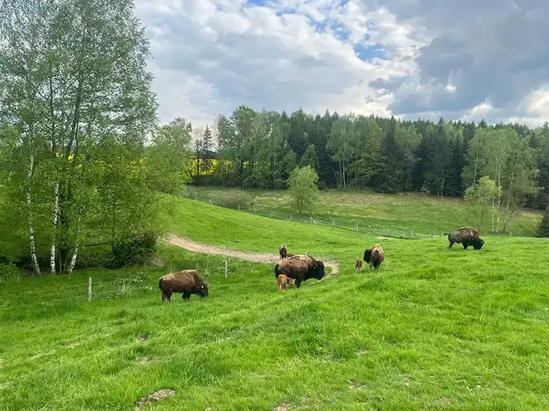 Bisonherde auf großer grünen Weide im Sommer