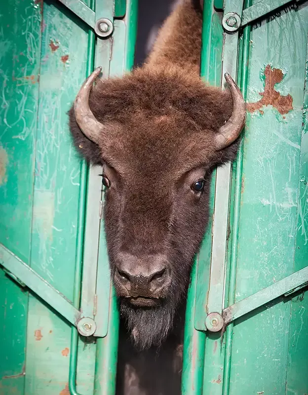 Bisonkalb eingepfercht, wird jeden Moment freigelassen