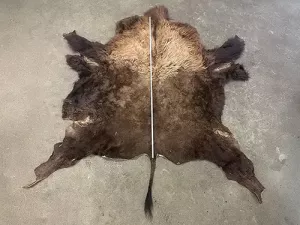 Bisonfell ausgebreitet auf dem Boden, größer als 2 Meter