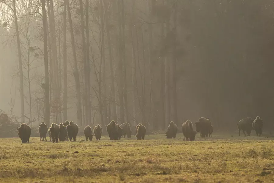 Große Bisonherde steht am Waldrand